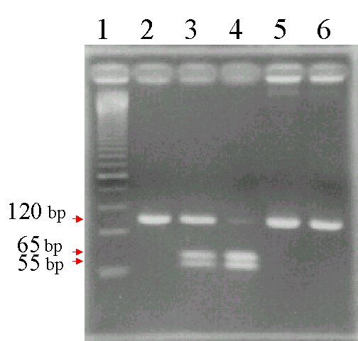 dopgip3.jpg (29420 Ӧ줸)