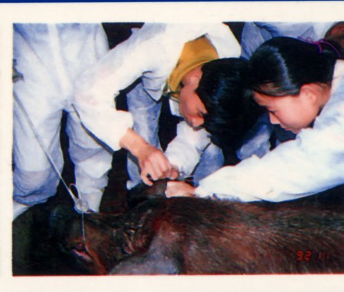 pig33.jpg (38612 Ӧ줸)
