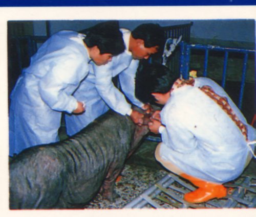 pig34.jpg (41532 Ӧ줸)
