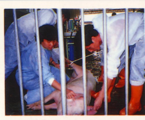 pig43.jpg (39691 Ӧ줸)
