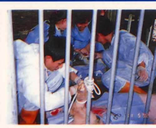 pig45.jpg (40860 Ӧ줸)