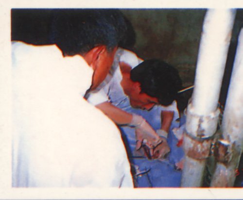 pig46.jpg (28204 Ӧ줸)